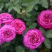 Trandafir floribunda Heidi Klum c4